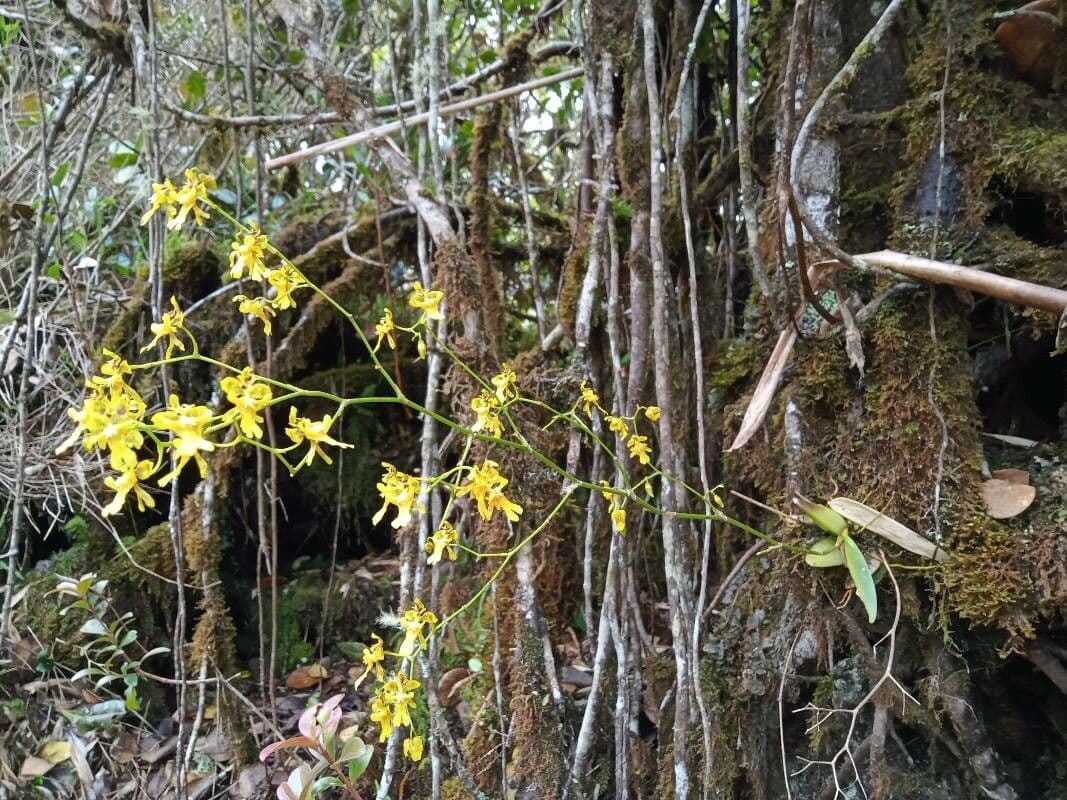 Oncidium ptasiodziobe 7
