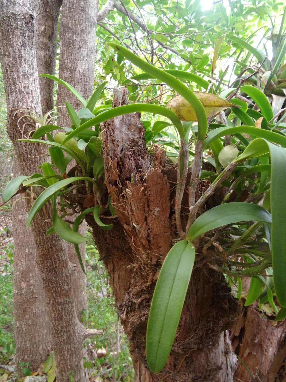 Epidendrum ciliato 12