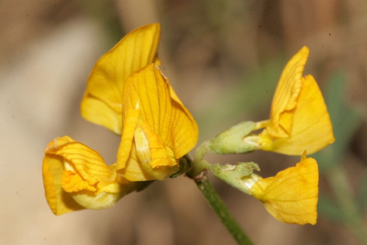 Hippocrepis 6