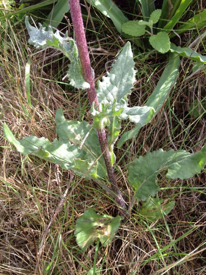 Senecio aronico 7