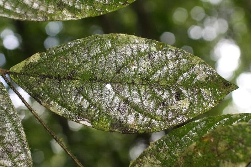 Cordia nodosa 13