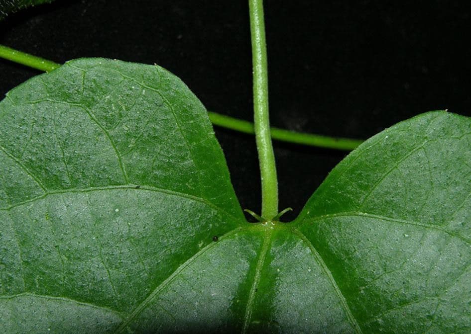 Dalechampia dioscoreifolia 10