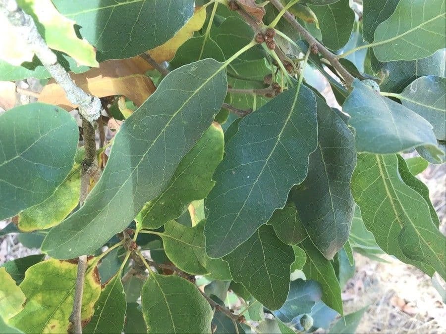 Quercia di Aleppo 8
