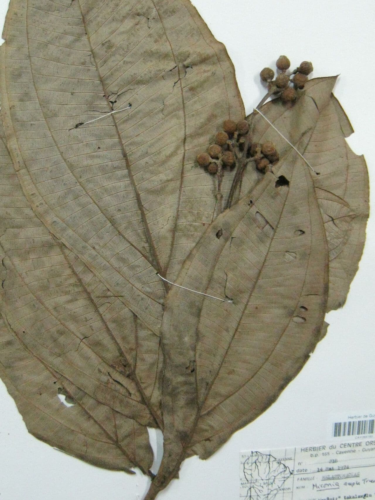 Miconia 7