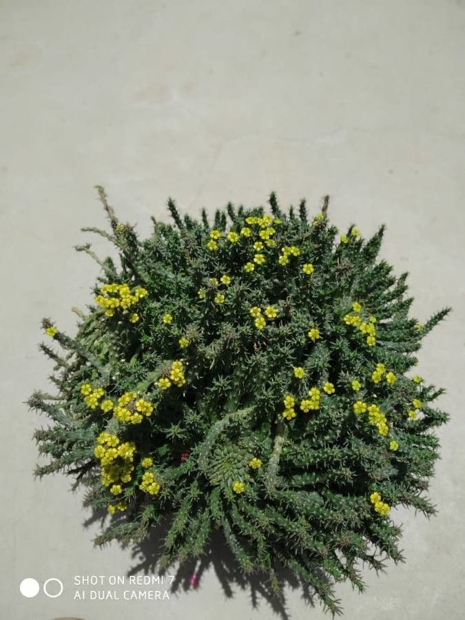 Baum-Lupine 7