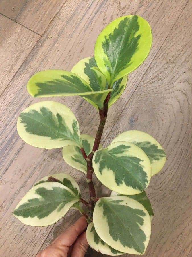 Peperomia 14
