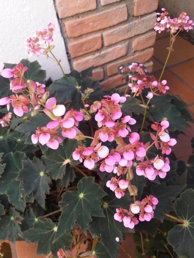Begonia 4