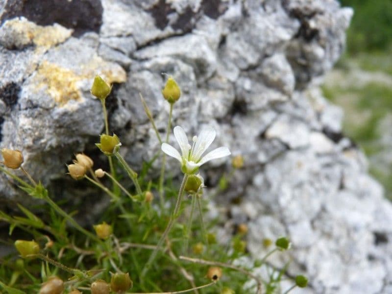 Arenaria grandiflora 7