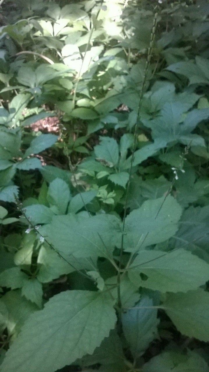 Phryma leptostachya 10