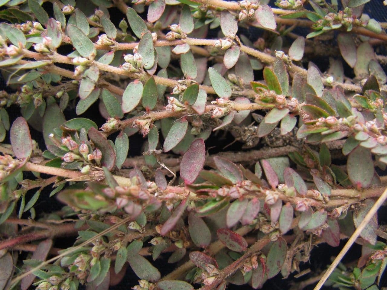 Euforbia timo 6