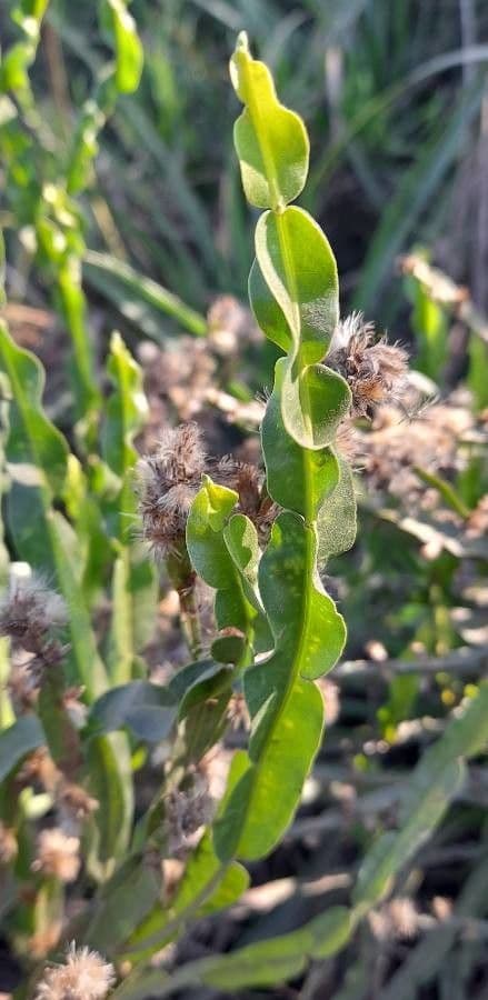 Baccharis trimera 21