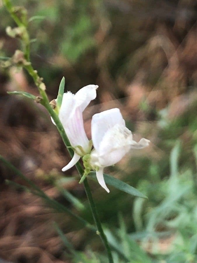 Linaria 6