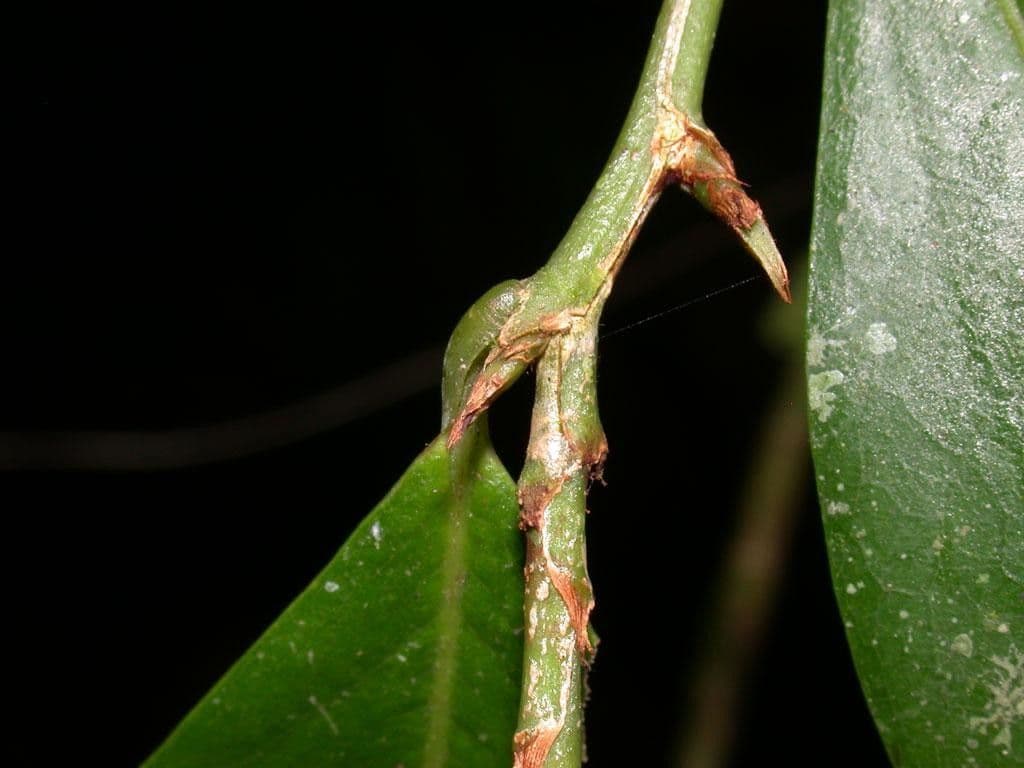 Erythroxylum 13