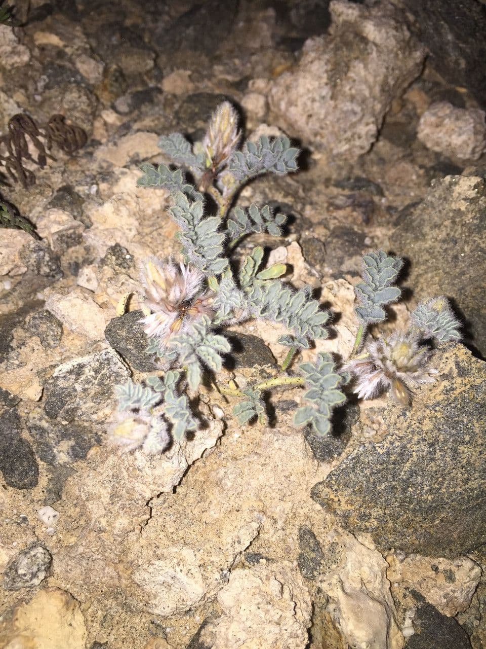 Dalea 3