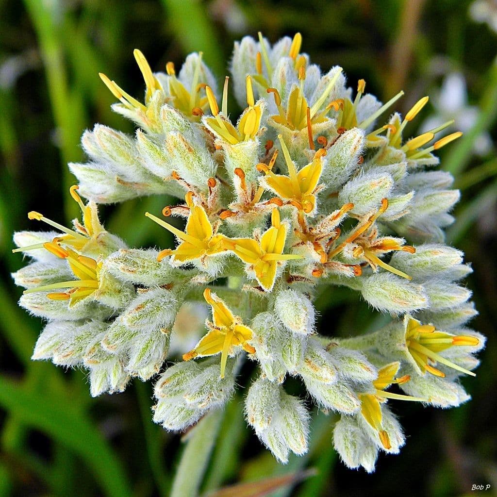 Karolinische Lachnanthes 4