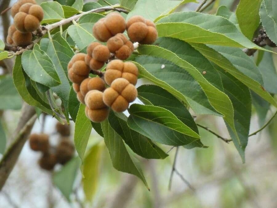 Grewia
