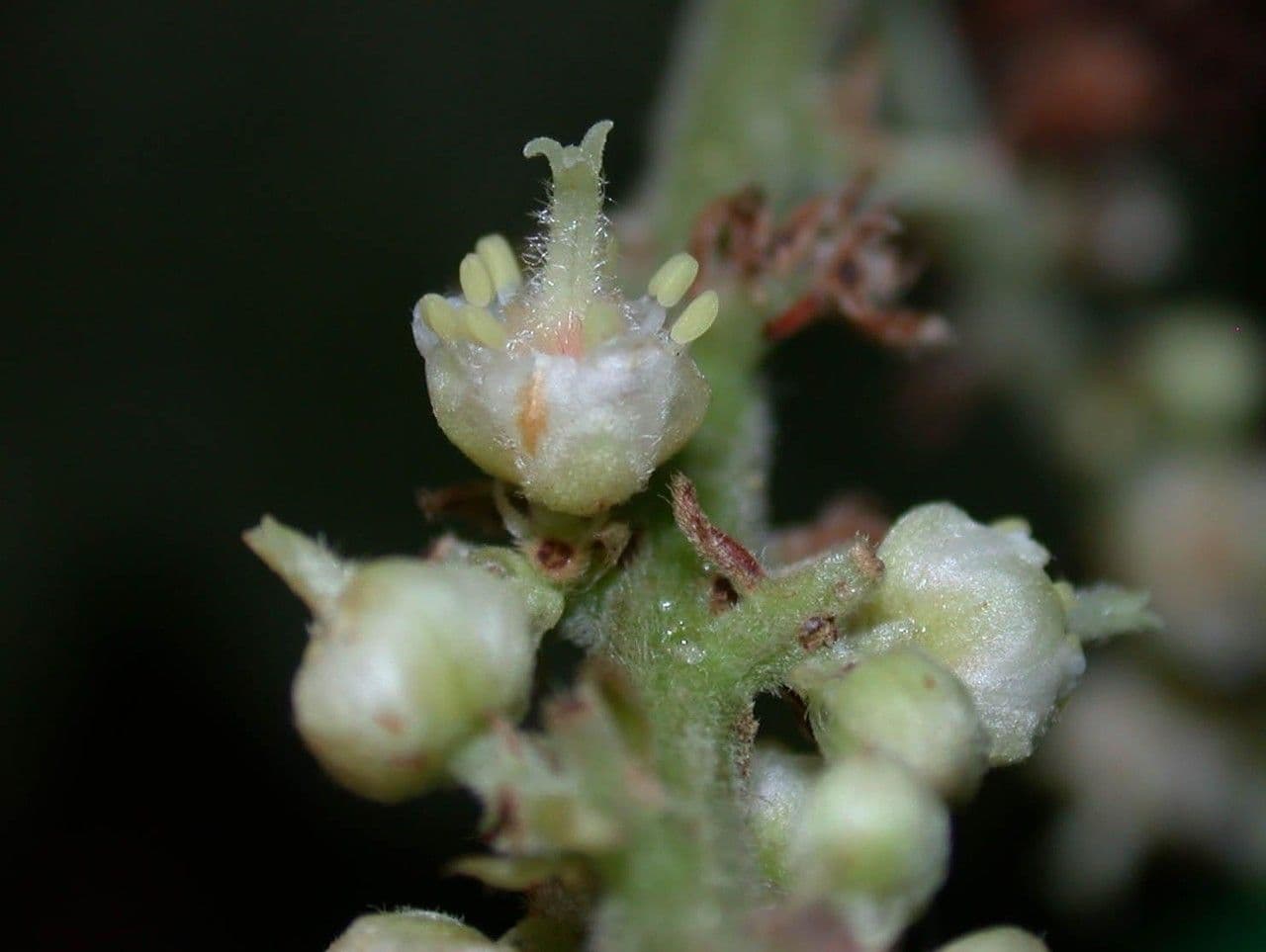 Cupania rossastra 2