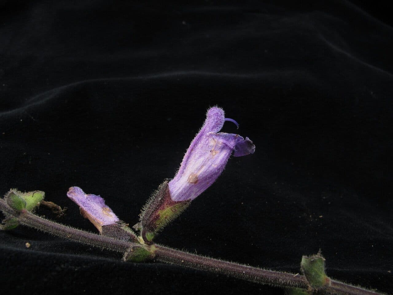 Salvia 3