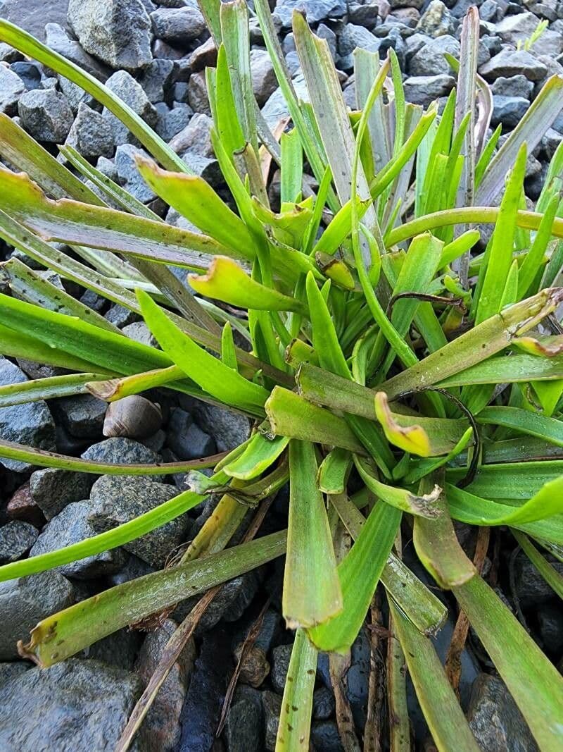 Sagittaria graminea 16