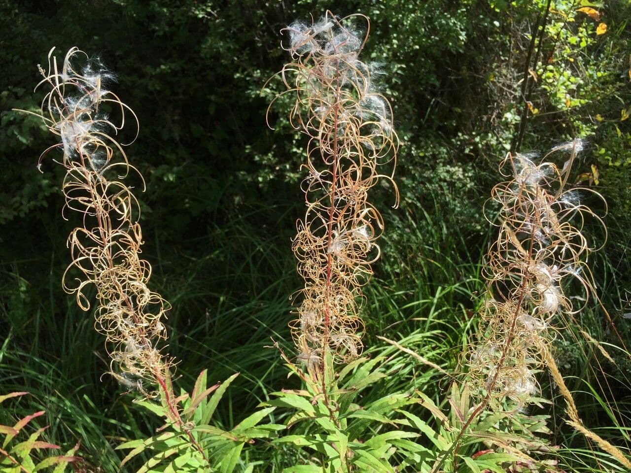 Schmalblättriges Weidenröschen 5