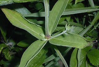 Silene stellata 13