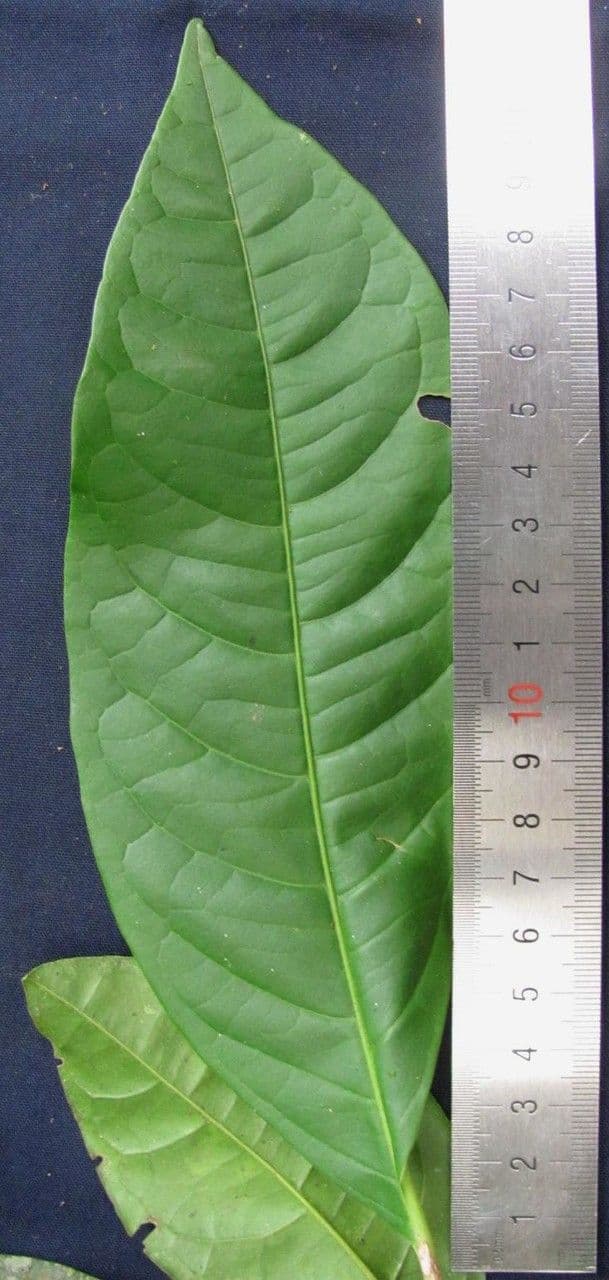 Neea laetevirens 12
