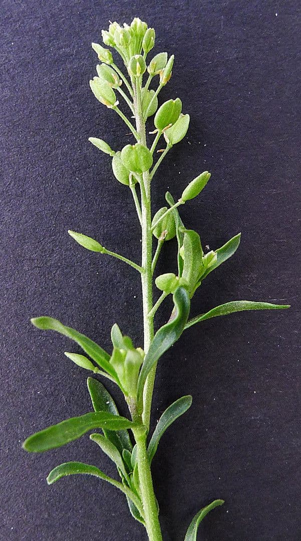 Lepidio ruderale 24