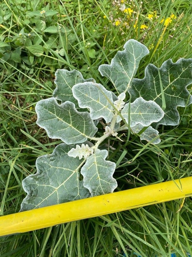 Solanum marginatum 11