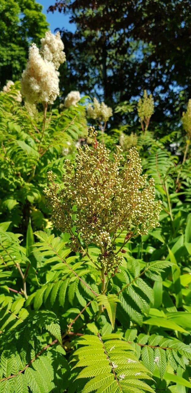 Sorbaria 28
