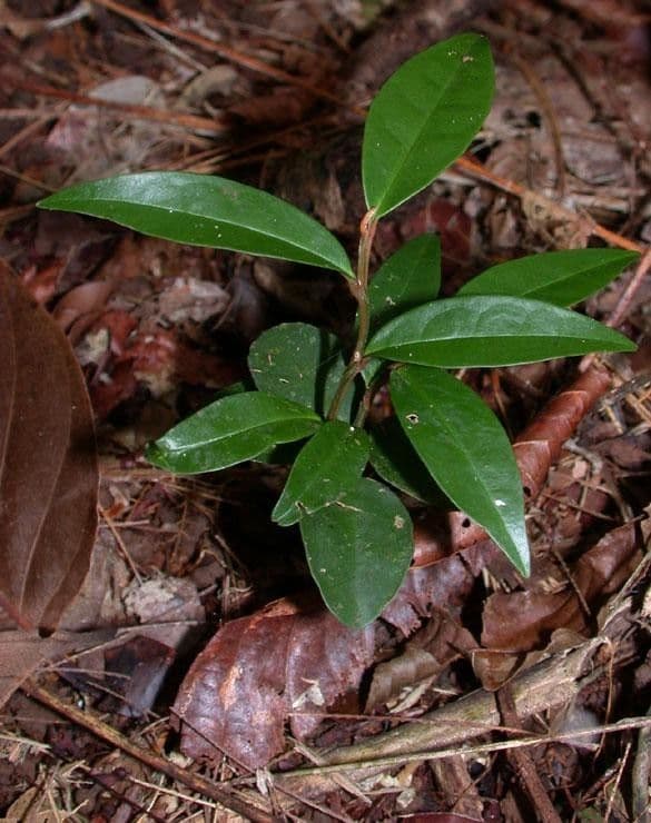 Dickblättrige Anaxagorea 5