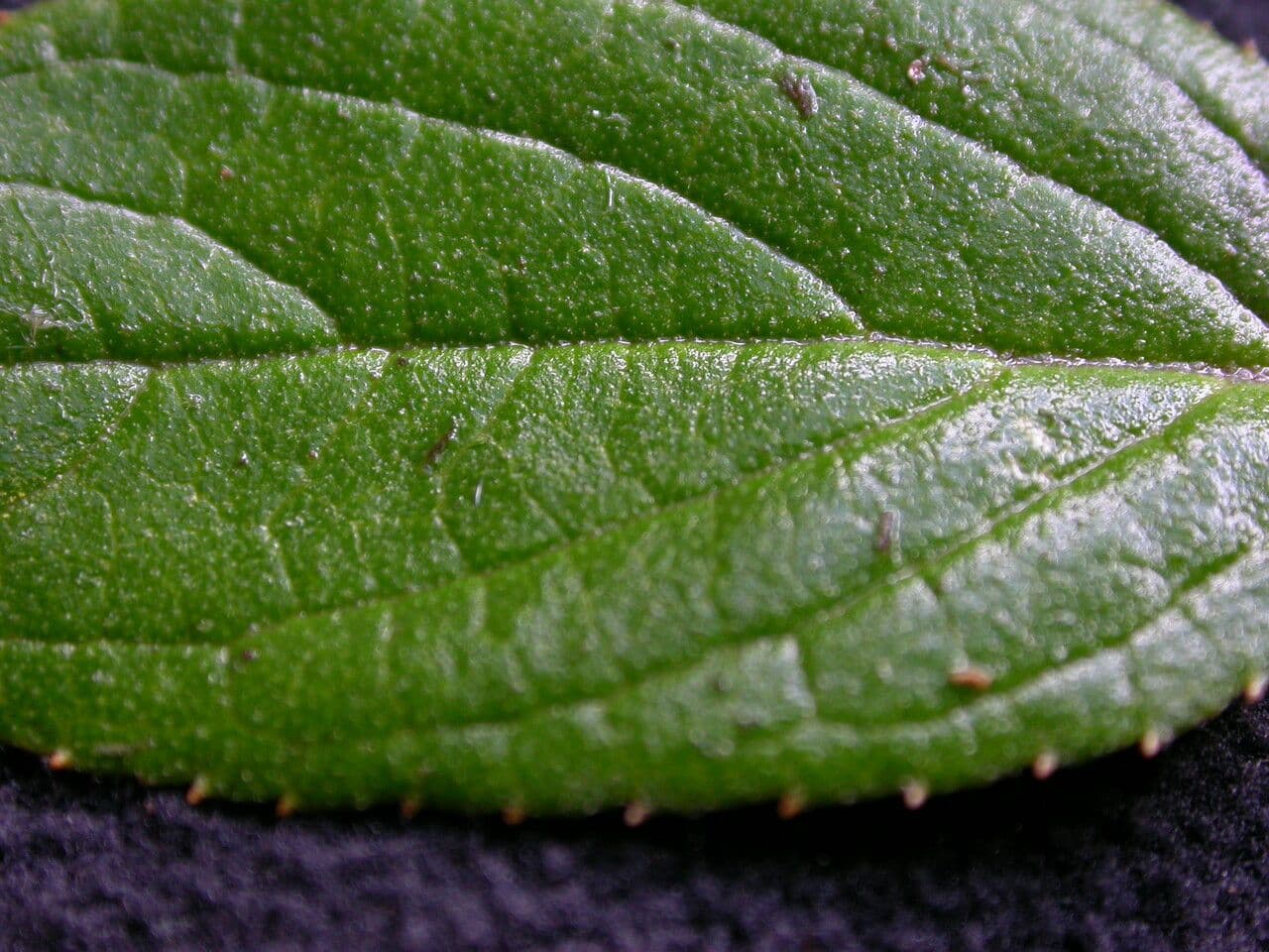 Deutzia 14