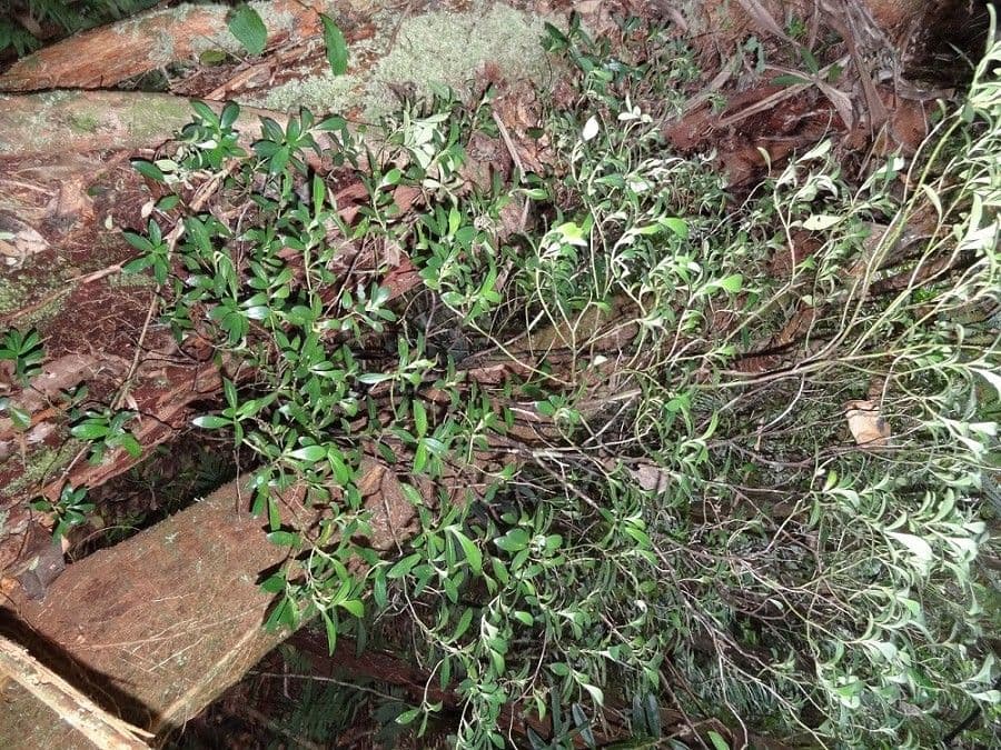 Psychotria 5