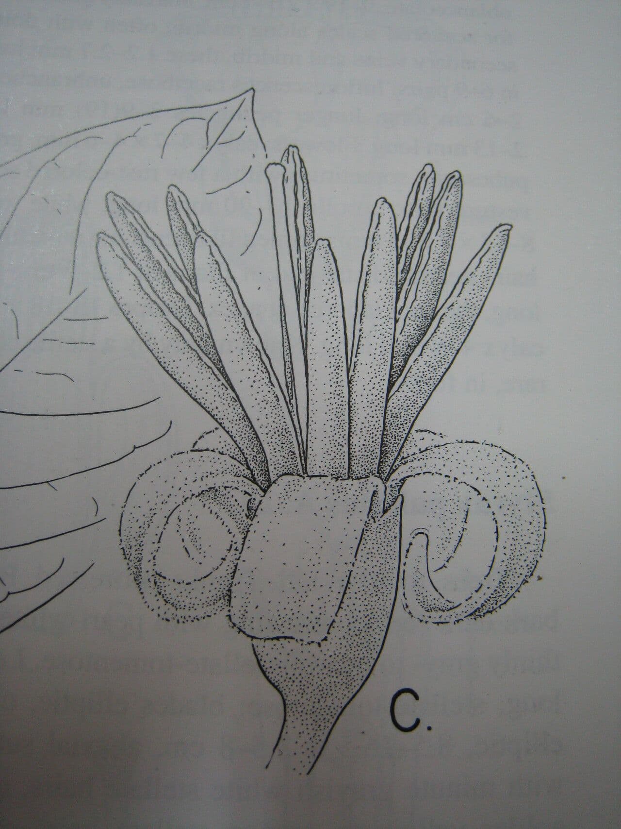 Storace 4
