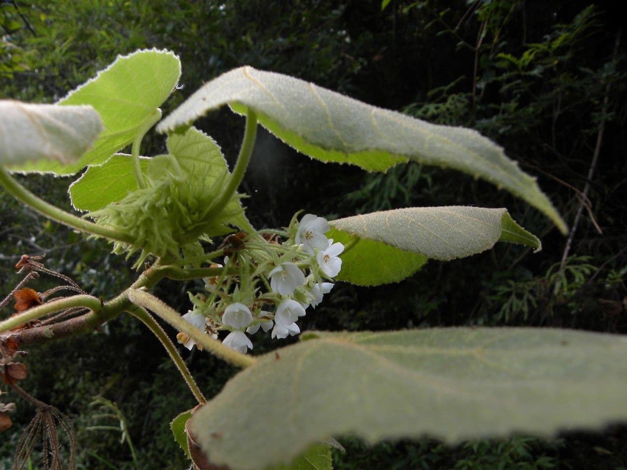 Dombeya 4