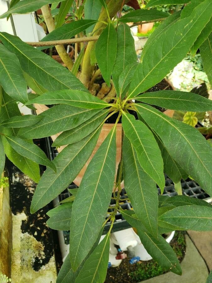 Blue Fig 7