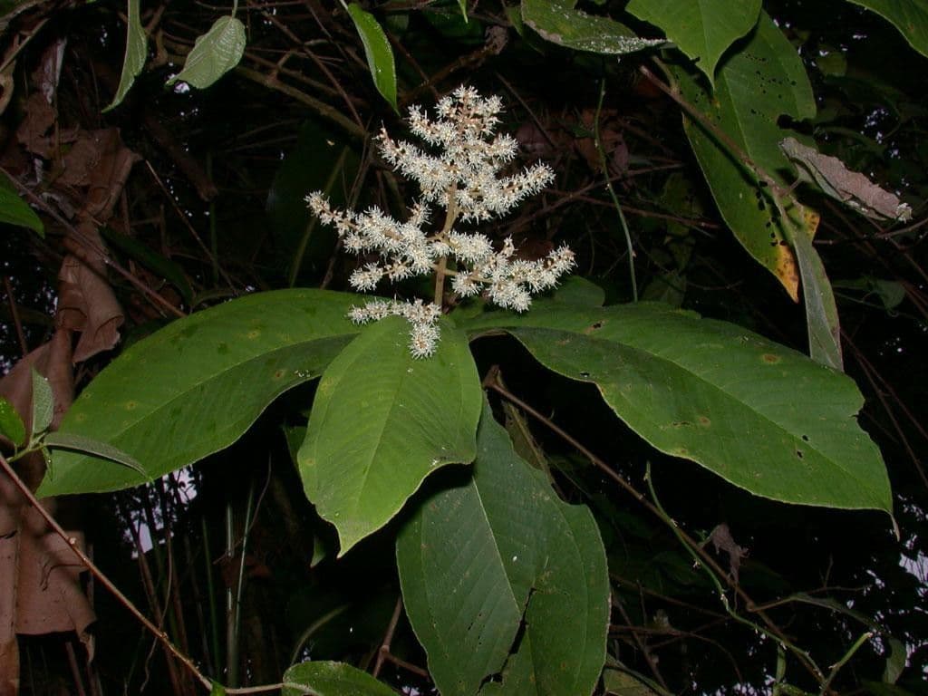 Miconia 21