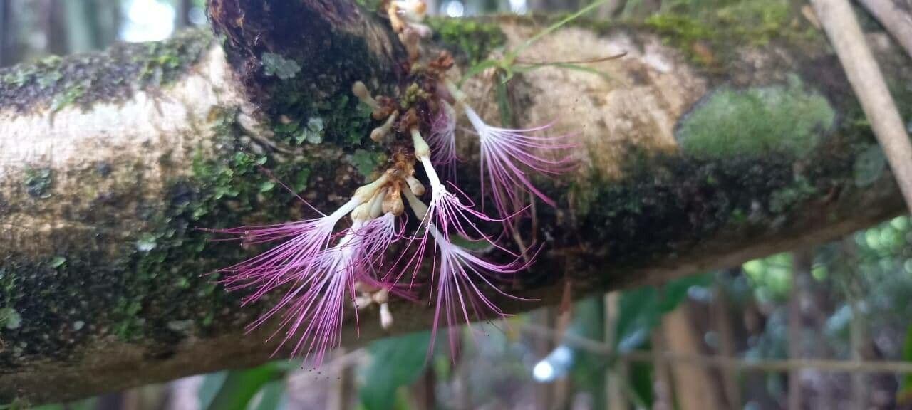 Calliandra 3