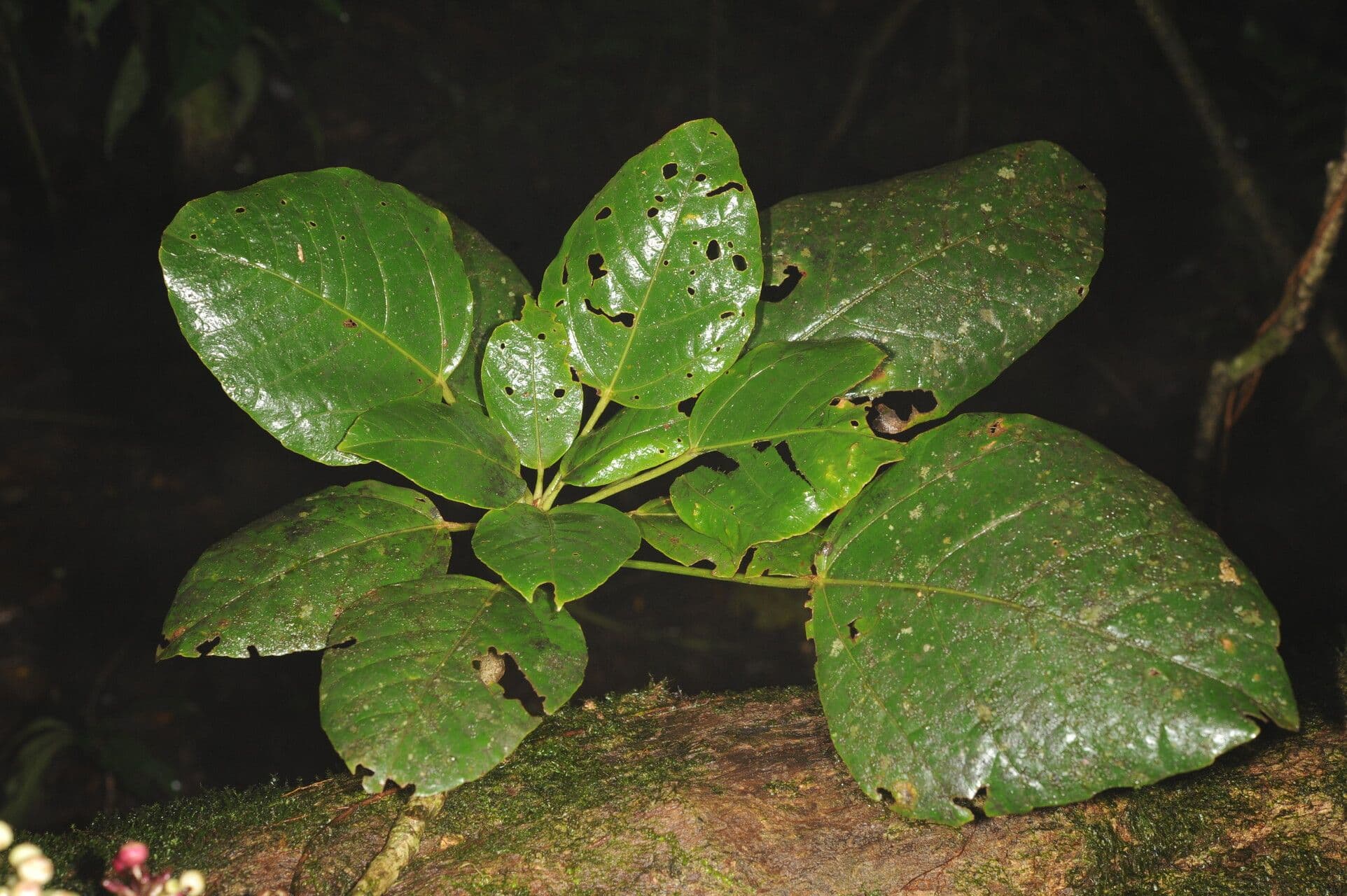 Kugelförmiger Dendropanax 3