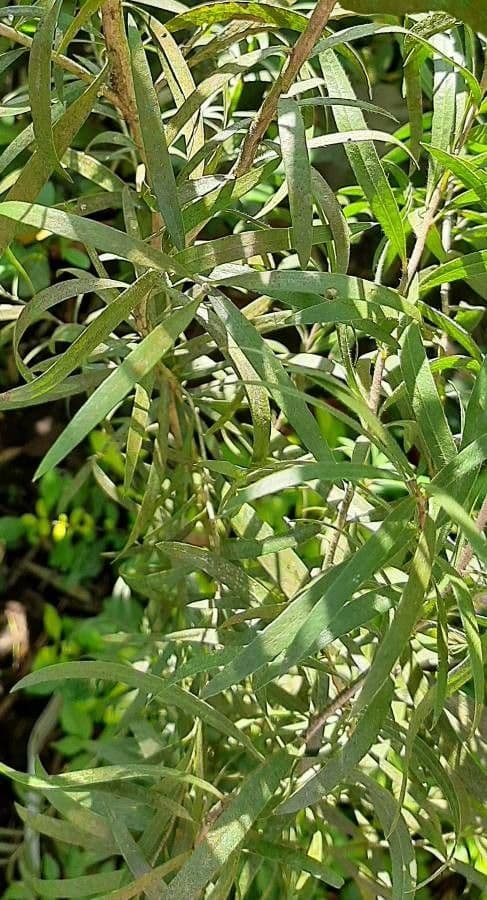 Poligala paniculata 15
