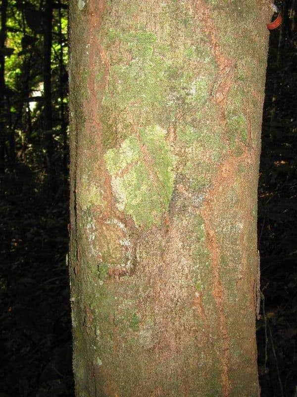 Protium apiculado 7