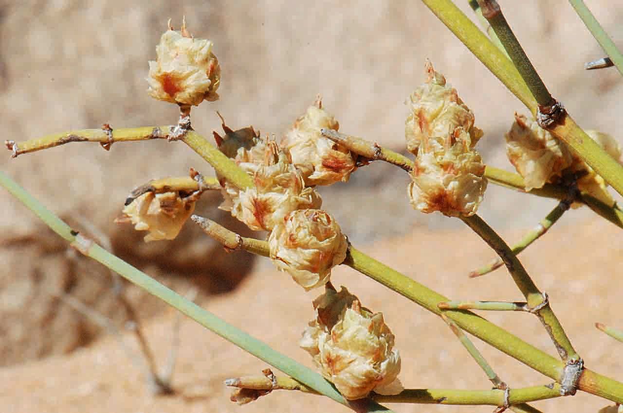 Efedra 2