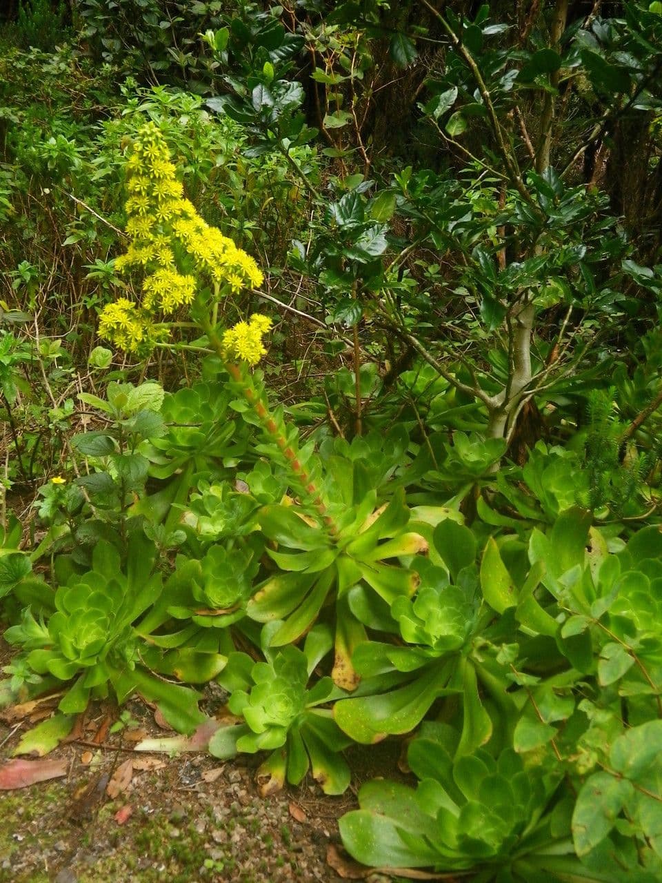 Aeonium 9