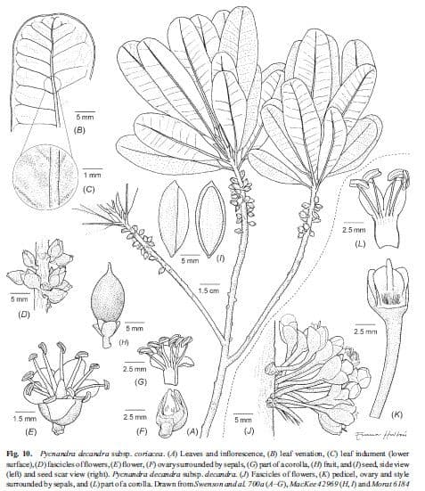 Pycnandra 2