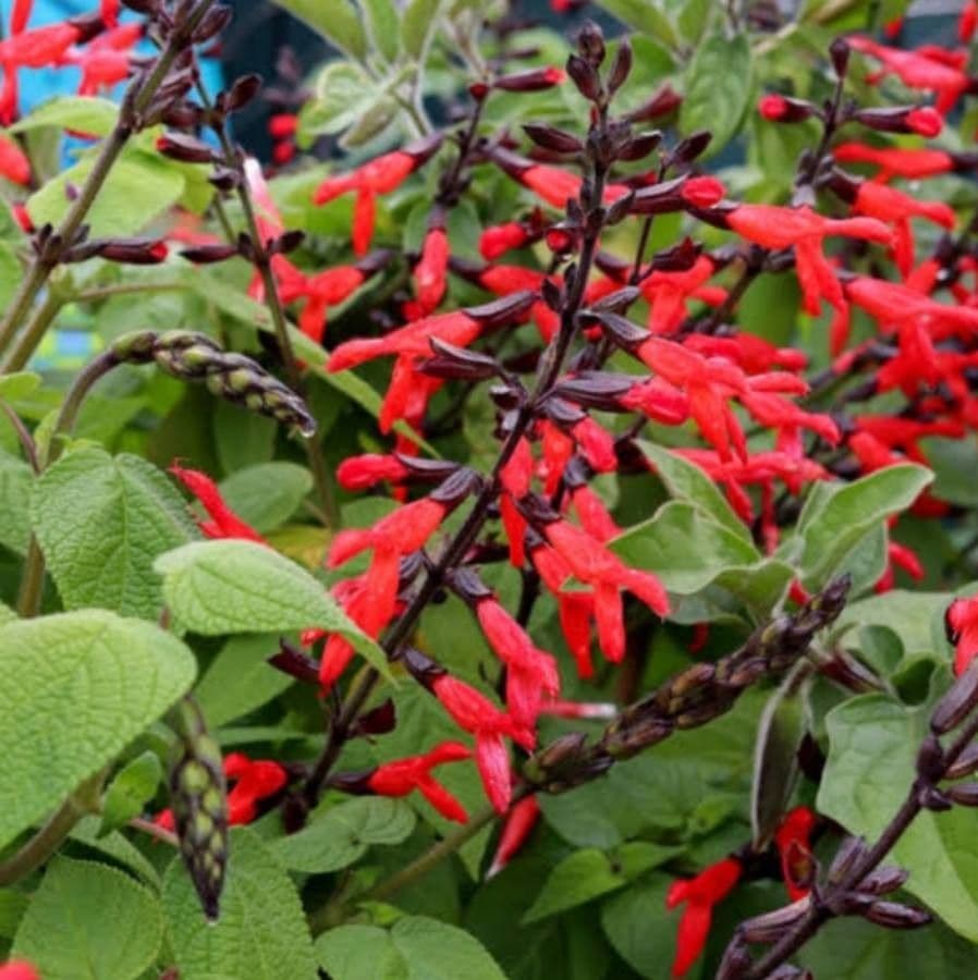 Salvia 5