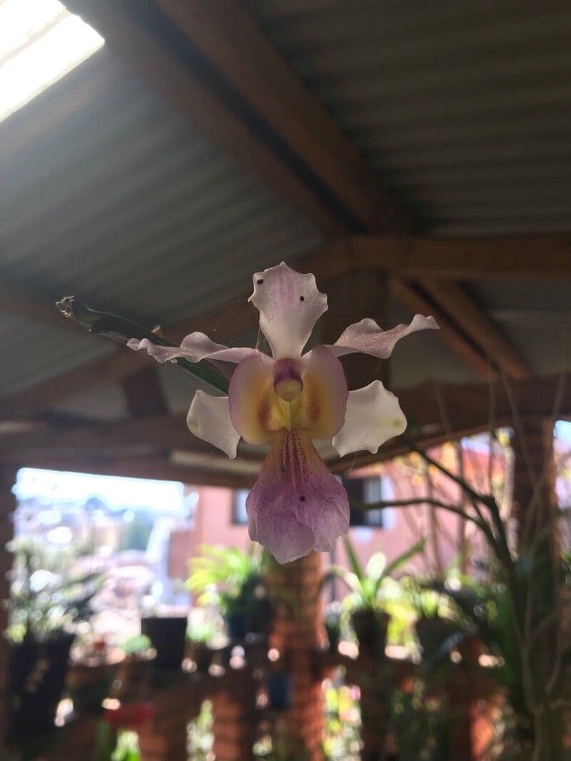 Papilionanthe