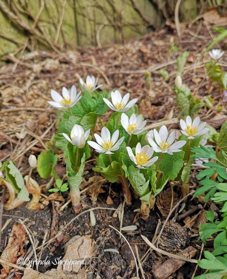 Sanguinaria 9
