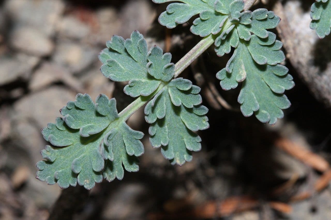Lomatium 11