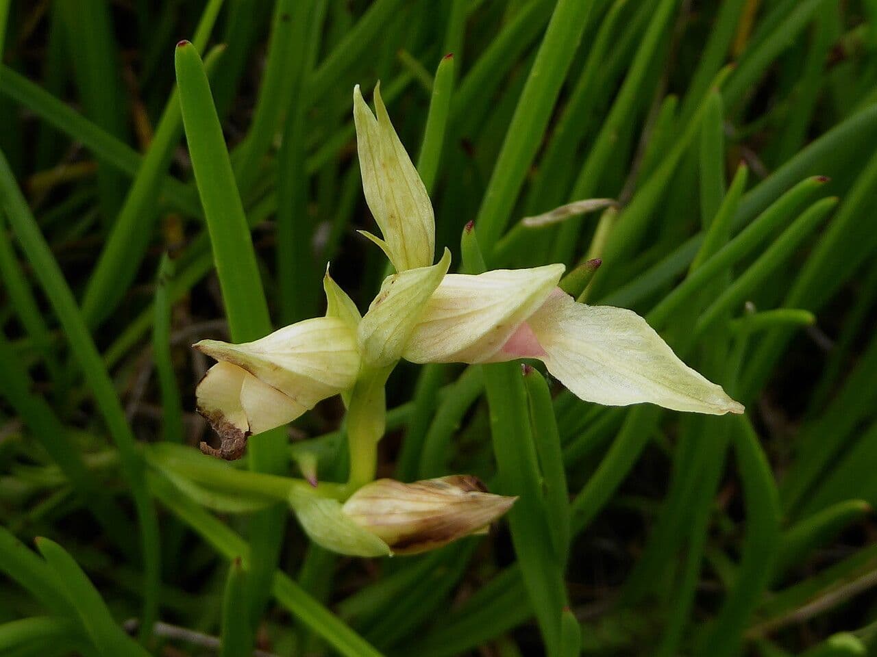Serapide lingua 22