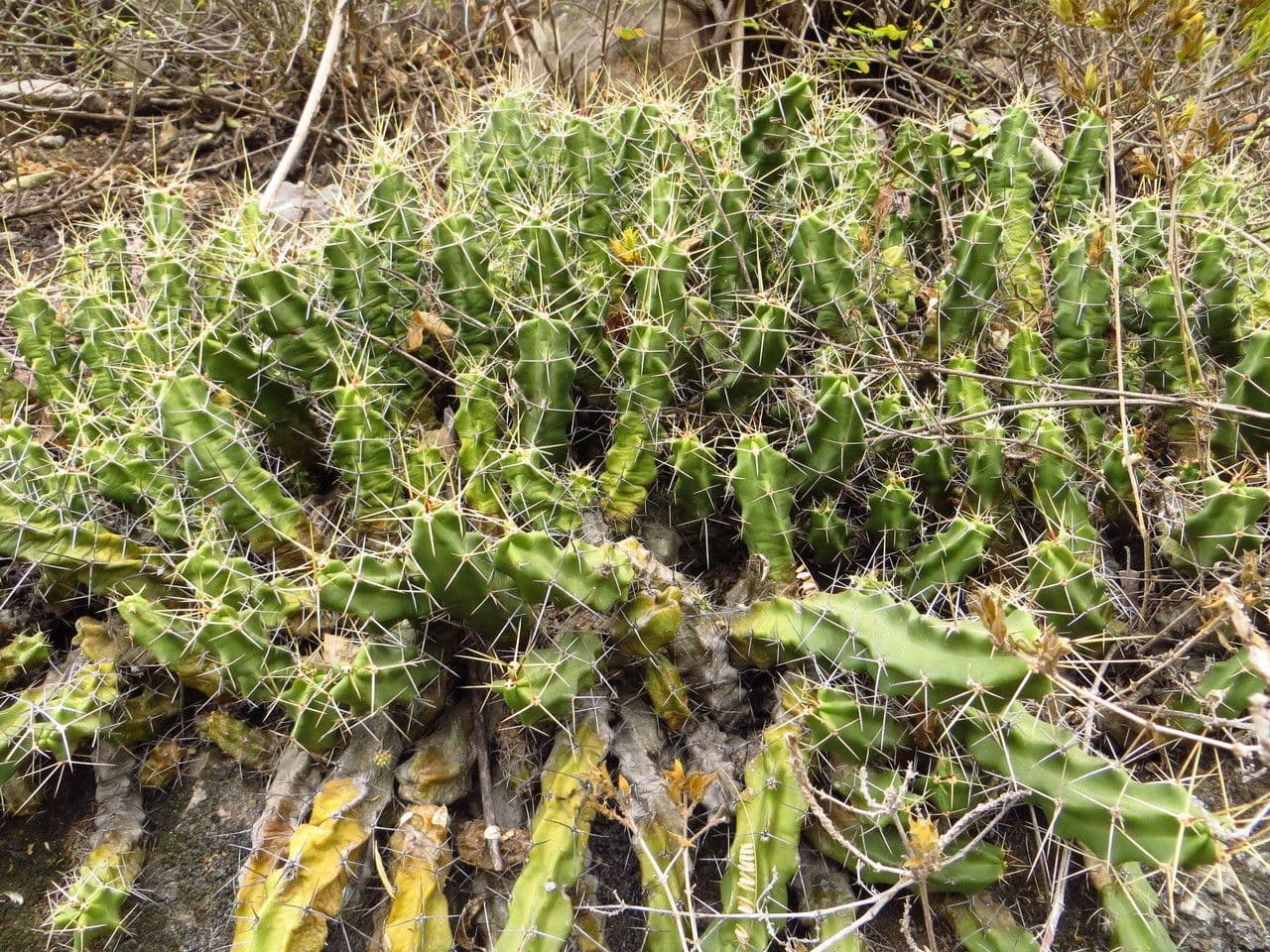 Cactus a cinque lobi 10