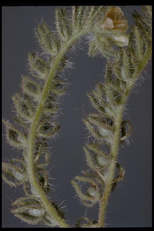Phacelia cicutaria 17